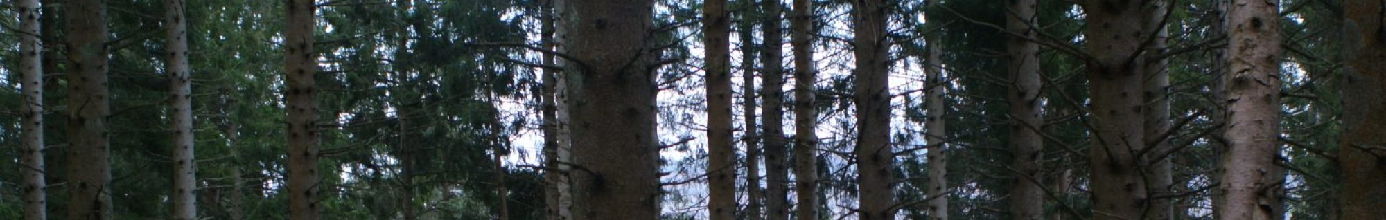 Alonsy Around The World